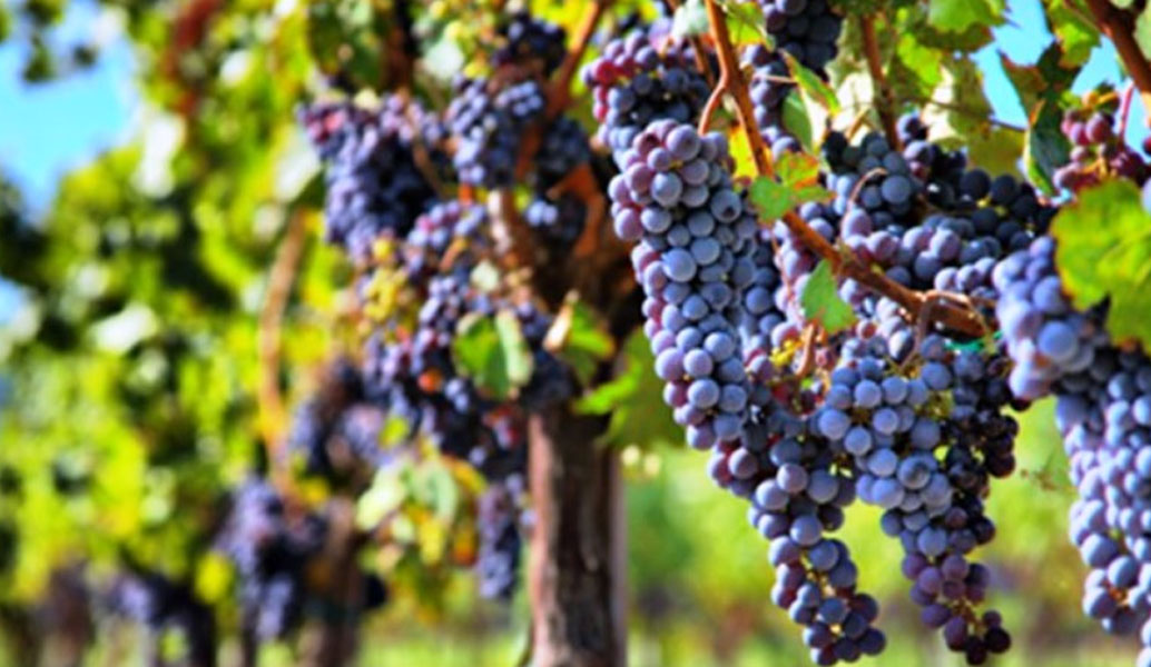 Γιορτή σταφυλιού και κρασιού στο Κάτω Σχολάρι