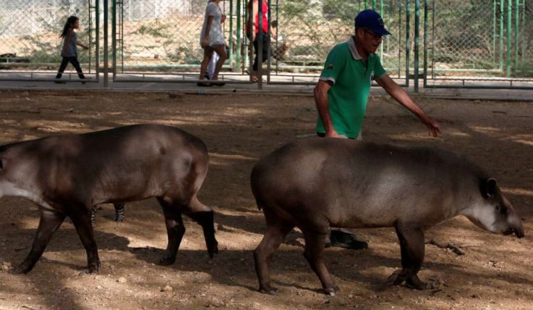 Βενεζουέλα: Έκλεψαν ζώα από ζωολογικό κήπο για να τα φάνε!