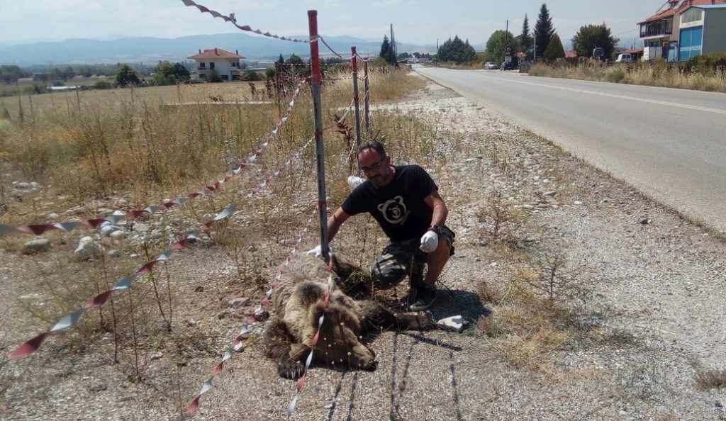 Τροχαίο με θύμα νεαρή αρκούδα στην Καστοριά