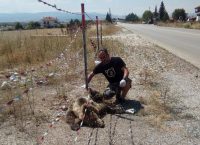 Τροχαίο με θύμα νεαρή αρκούδα στην Καστοριά
