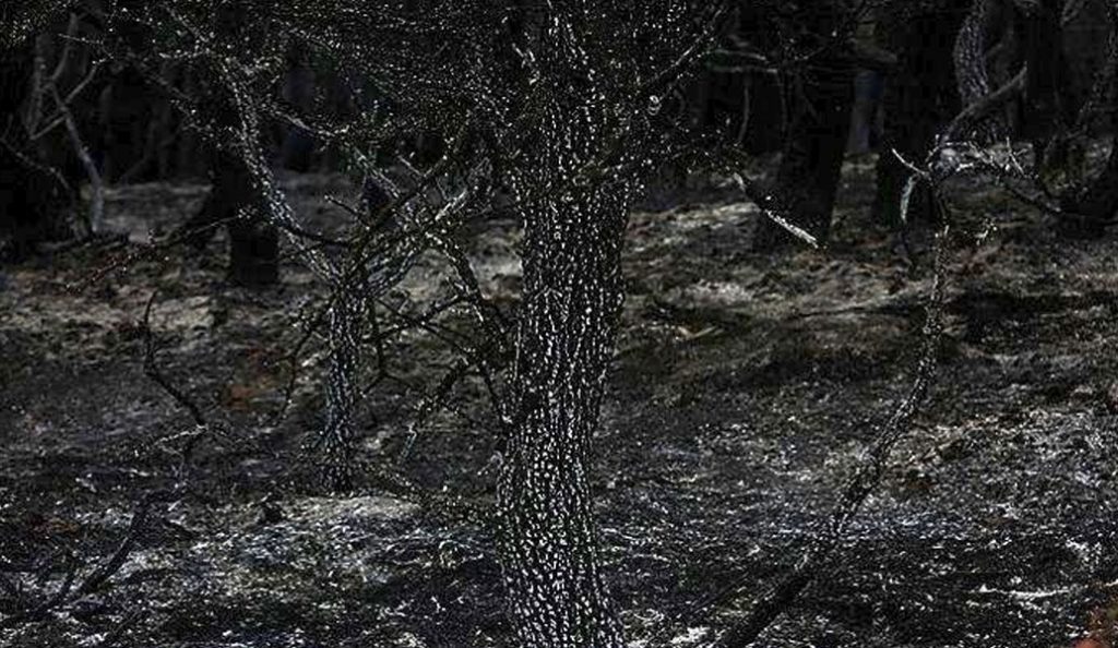 Οι καταστροφικές πυρκαγιές άφησαν πίσω τους και πολλά νεκρά άγρια ζώα