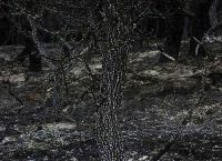 Οι καταστροφικές πυρκαγιές άφησαν πίσω τους και πολλά νεκρά άγρια ζώα