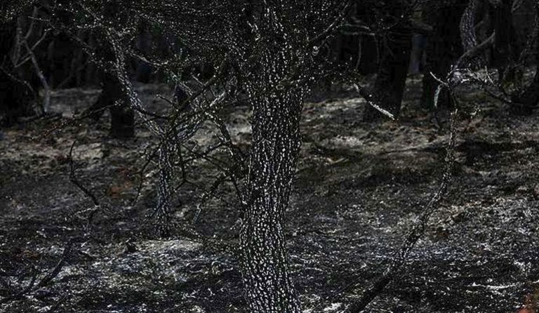 Οι καταστροφικές πυρκαγιές άφησαν πίσω τους και πολλά νεκρά άγρια ζώα