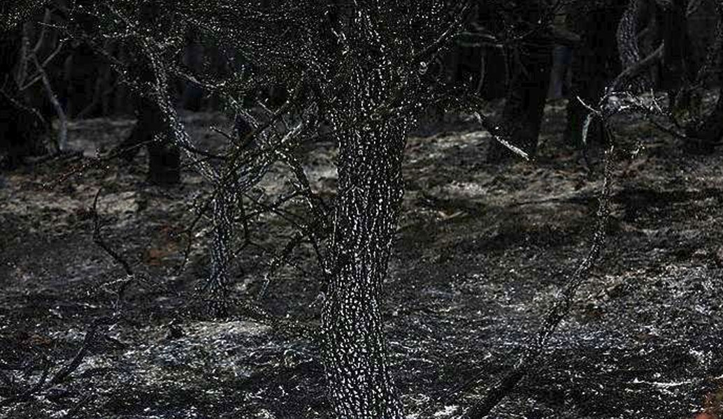 Οι καταστροφικές πυρκαγιές άφησαν πίσω τους και πολλά νεκρά άγρια ζώα