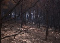 Ζάκυνθος: Κυβερνητικό κλιμάκιο για “αυτοψία” στα καμένα