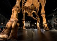 “Παταγοτιτάν”: Αυτός ήταν ο μεγαλύτερος δεινόσαυρος στη Γη! (vid)