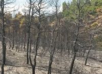 Ενεργοποιήθηκε το σύστημα “Κοπέρνικος” για δορυφορική χαρτογράφηση των καμμένων