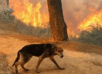 Περιφέρεια Αττικής: Πρόγραμμα αναδοχής αδέσποτων ζώων που τραυματίστηκαν από τις φωτιές