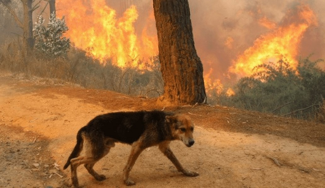 Κρήτη: Κάηκαν σκυλιά μετά από φωτιά – Τα είχε δεμένα ο ιδιοκτήτης