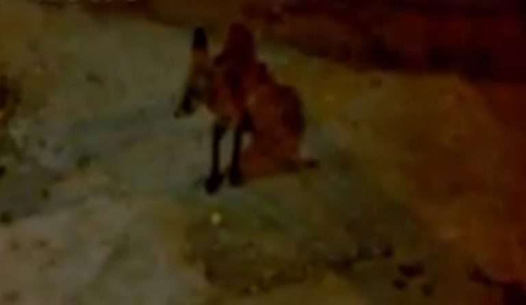 Αγρίνιο: Αλεπού… θαμώνας ενός καφενείου (pics&vid)