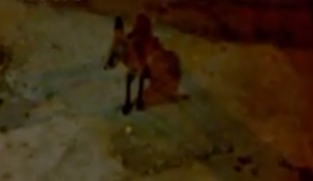 Αγρίνιο: Αλεπού… θαμώνας ενός καφενείου (pics&vid)