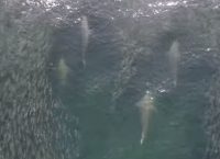 Εντυπωσιακό θέαμα από την Νέα Υόρκη: Καρχαρίες “ανοίγουν στη μέση” κοπάδι με ψάρια