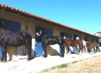 Χανιά: Επιβεβαιώθηκε κρούσμα πυρετού του Δυτικού Νείλου σε άλογο