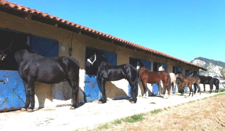 Χανιά: Επιβεβαιώθηκε κρούσμα πυρετού του Δυτικού Νείλου σε άλογο