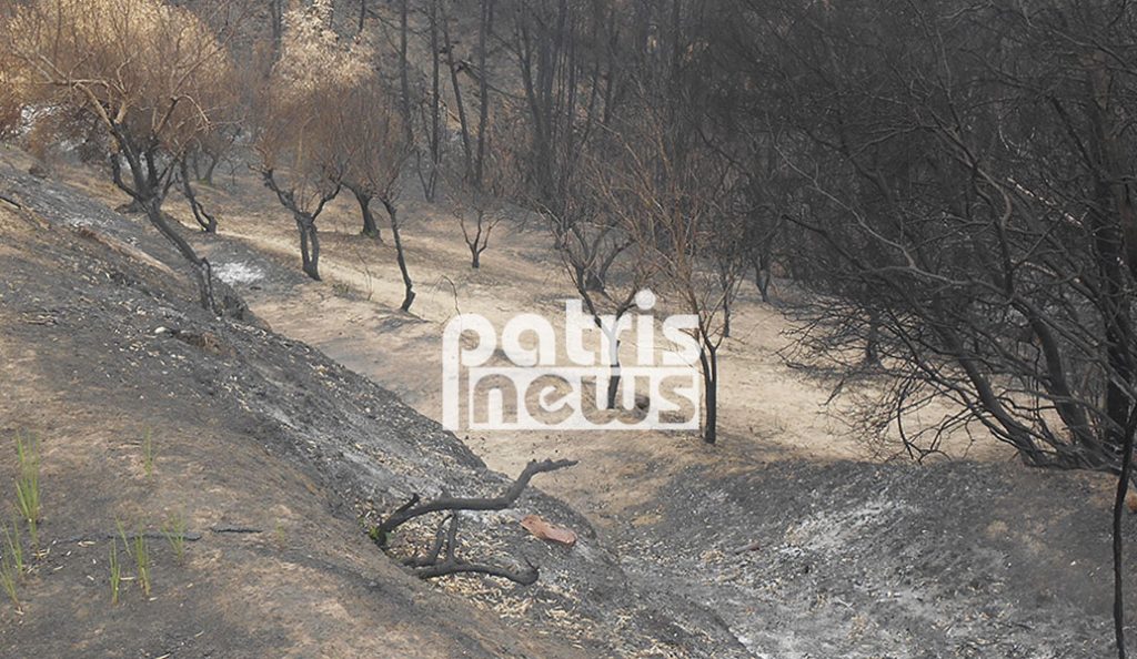 Πυρκαγιές στην Ηλεία: Σε απόγνωση οι κτηνοτρόφοι στην Ήλιδα