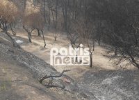 Πυρκαγιές στην Ηλεία: Σε απόγνωση οι κτηνοτρόφοι στην Ήλιδα