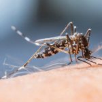 ΙΟΣ ΔΥΤΙΚΟΥ ΝΕΙΛΟΥ: Συναγερμός για την εξάπλωσή του