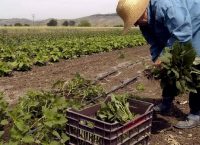 ΕΛΓΑ: Εγκρίσεις ενεργητικής προστασίας ύψους 863.776 ευρώ