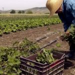 ΕΛΓΑ: Την Παρασκευή οι ενισχύσεις προς τους αγρότες