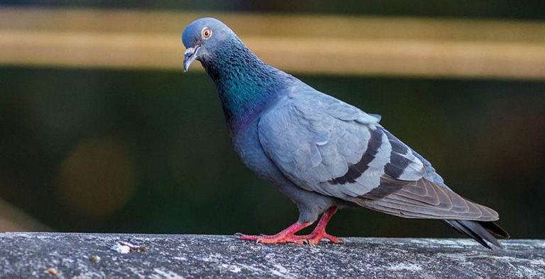 Τα περιστέρια είναι πιο έξυπνα απ’ όσο πιστεύουμε