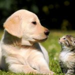 Μια γιορτή για τα ζώα συντροφιάς 14-16 Οκτωβρίου