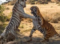 Κ. Ασία: Κατάλληλες συνθήκες για να υποδεχθεί και πάλι τίγρεις