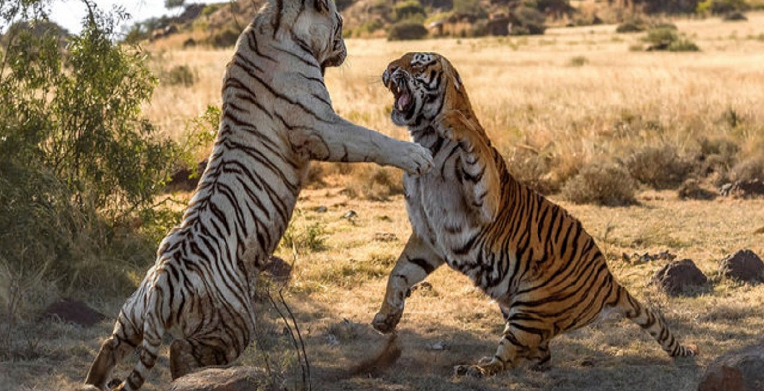 Κ. Ασία: Κατάλληλες συνθήκες για να υποδεχθεί και πάλι τίγρεις