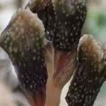 Ανακαλύφθηκε φυτό που δεν ανθίζει, ούτε φωτοσυνθέτει!