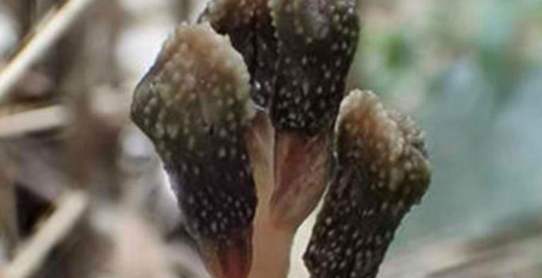 Ανακαλύφθηκε φυτό που δεν ανθίζει, ούτε φωτοσυνθέτει!