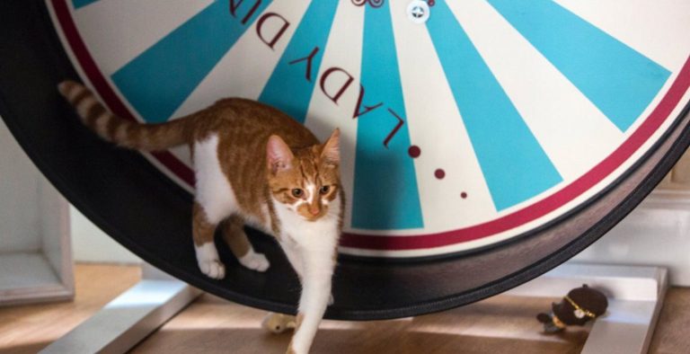 Αμερικανός μουσικός συνθέτει μουσική για γάτες…