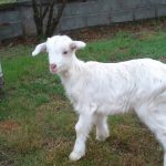 Tο περίεργο με τη γέννηση δύο κατσικιών στη Μογγολία