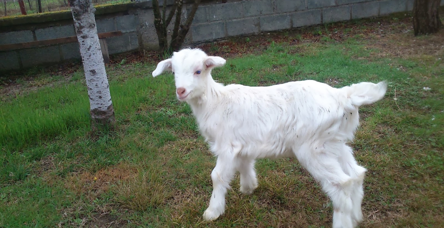 Μεταλλαγμένα πουλόβερ από κασμίρ