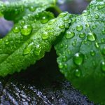 Βότανα που διευκολύνουν την απώλεια βάρους