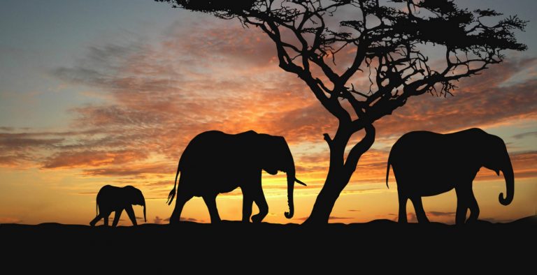 Αφρική: Η λαθροθηρία των ελεφάντων πλήττει τα τουριστικά έσοδα