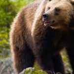 Αρκούδα εντοπίστηκε νεκρή στο Βροντερό Φλώρινας