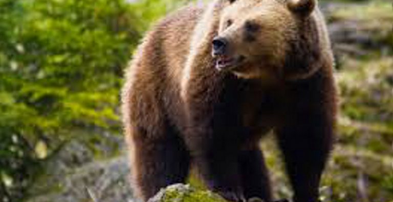 Αρκούδα εντοπίστηκε νεκρή στο Βροντερό Φλώρινας