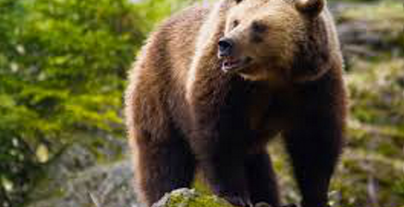 Αρκούδα εντοπίστηκε νεκρή στο Βροντερό Φλώρινας