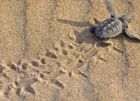 Καλαμάτα: Επιχείρηση διάσωσης τραυματισμένης χελώνας caretta caretta