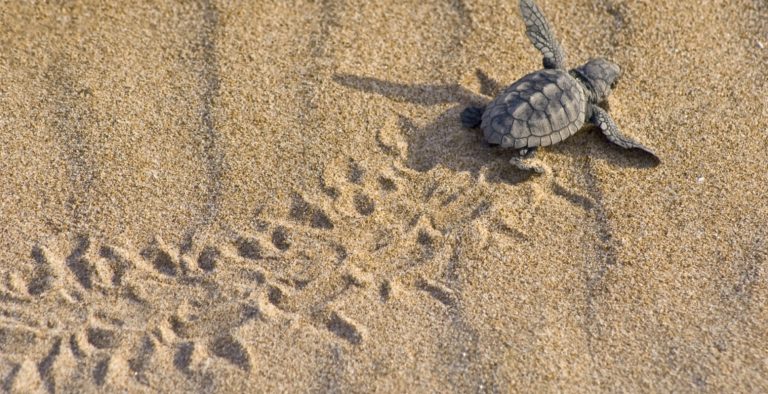 Καλαμάτα: Επιχείρηση διάσωσης τραυματισμένης χελώνας caretta caretta