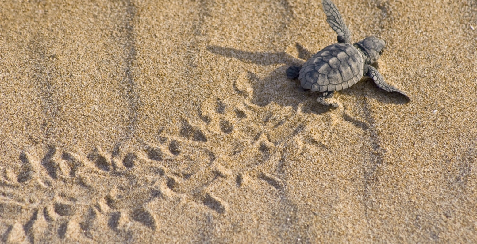 Καλαμάτα: Επιχείρηση διάσωσης τραυματισμένης χελώνας caretta caretta
