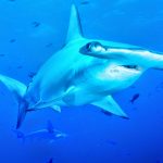 Ο μεγαλύτερος σφυροκέφαλος που έχει πιαστεί ποτέ (photos & video)