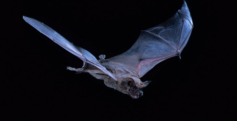 Tadarida brasiliensis: Το πιο γρήγορο πετούμενο στον κόσμο