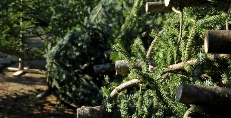 Τρίκαλα: Υλοτομία 6.750 δενδρυλλίων για τα χριστούγεννα