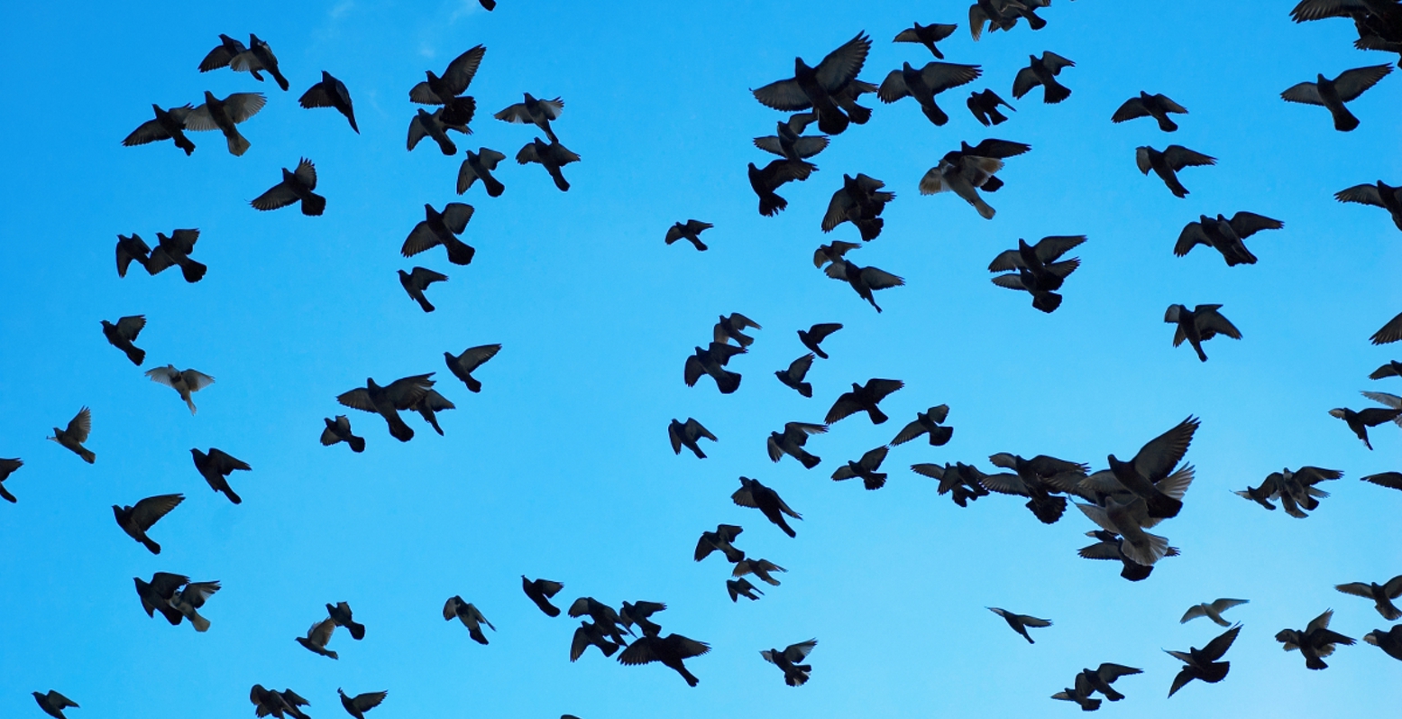 Ολλανδία: Απαγόρευση εκτροφής πτηνών λόγω της γρίπης