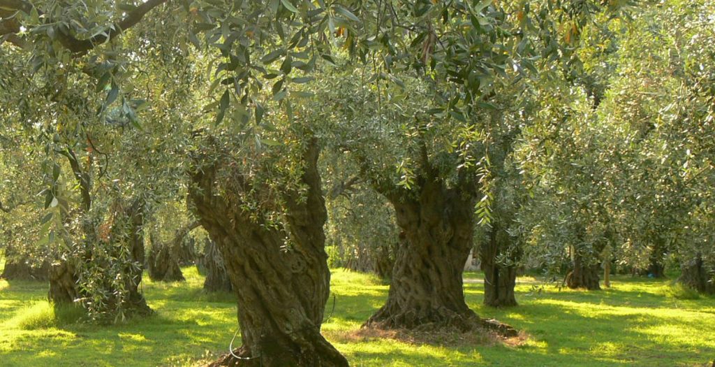 3ο Φεστιβάλ Ελαιολάδου και Ελιάς στην Καλαμάτα