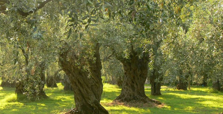 3ο Φεστιβάλ Ελαιολάδου και Ελιάς στην Καλαμάτα