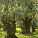 Αγρότες Πελοποννήσου: Οργή, αγανάκτηση & εγκληματικές ευθύνες για το δάκο