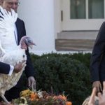 Thanksgiving: Και φέτος η… πατροπαράδοτη χάρη του Ομπάμα σε γαλοπούλα! (video)