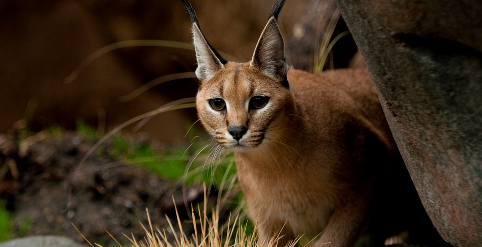 Γάτα σπάνιας ράτσας κοστίζει πάνω από 20.000 ευρώ! (video)