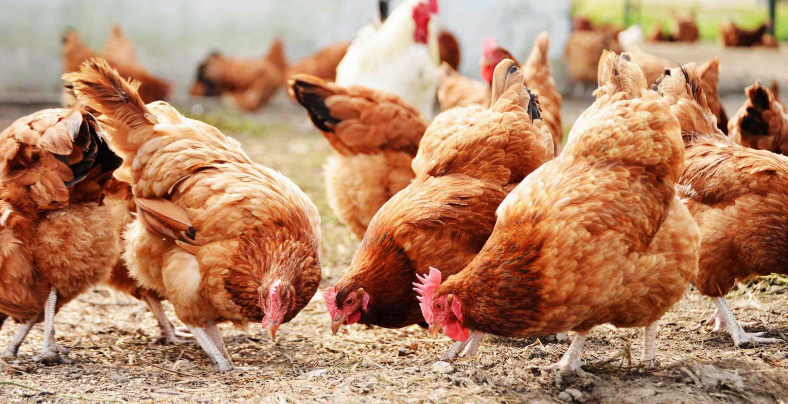 Ουκρανία: Κρούσμα γρίπης των πτηνών σε πουλερικά